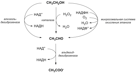 метаболизм спиртов